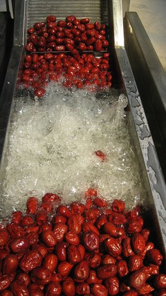 果蔬處理加工產(chǎn)線 果蔬處理加工產(chǎn)線樣品圖片